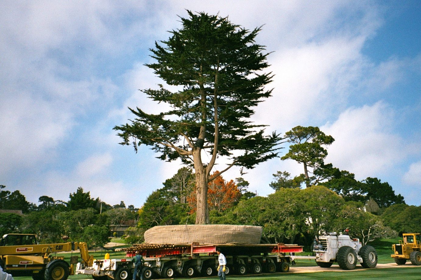 Large Tree Planting -