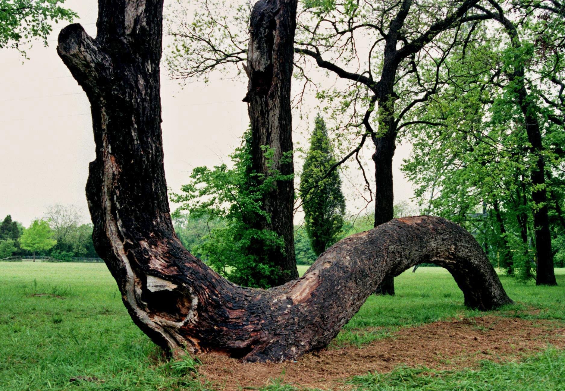 Preserving the History of Trees in Houston: the Texas Historic Tree Coalition