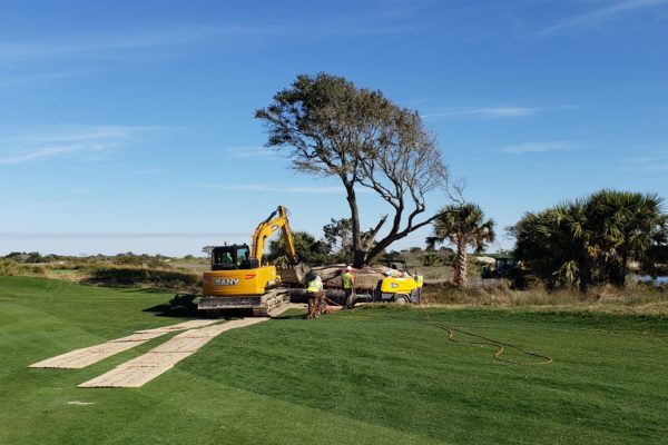 What Moving Large Trees Looks Like | Treemover Environmental Design Inc (EDI)