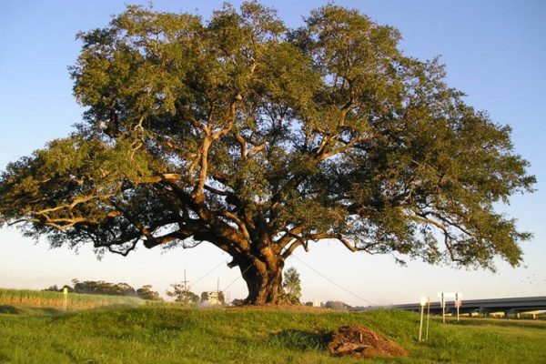 OLYMPUS DIGITAL CAMERA OLYMPUS DIGITAL CAMERA