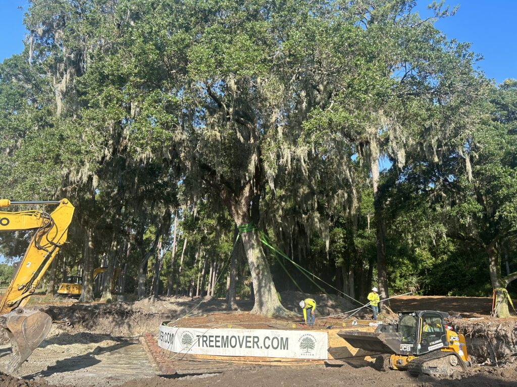 The Return of an Icon: How Environmental Design Inc. Helped Restore a Piece of Golf History at TPC Sawgrass 4 Live oak tree transplant at TPC Sawgrass sixth tee with ArborLift® system.