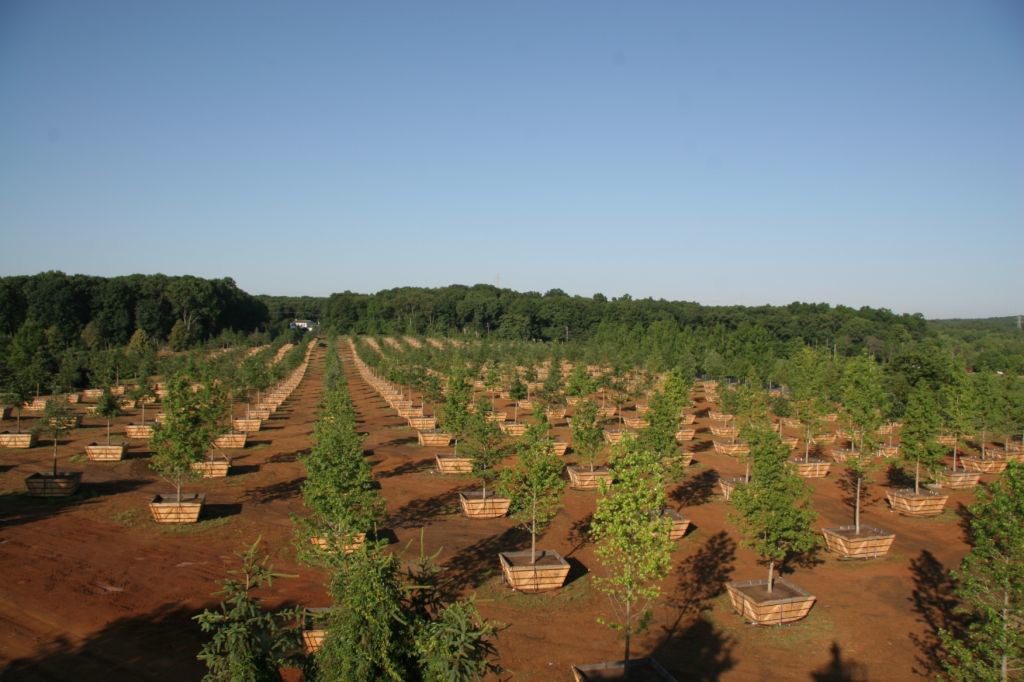 Specimen Trees 1 Specimen Trees -