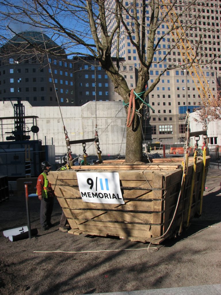 IMG_3247 Custom Grow -