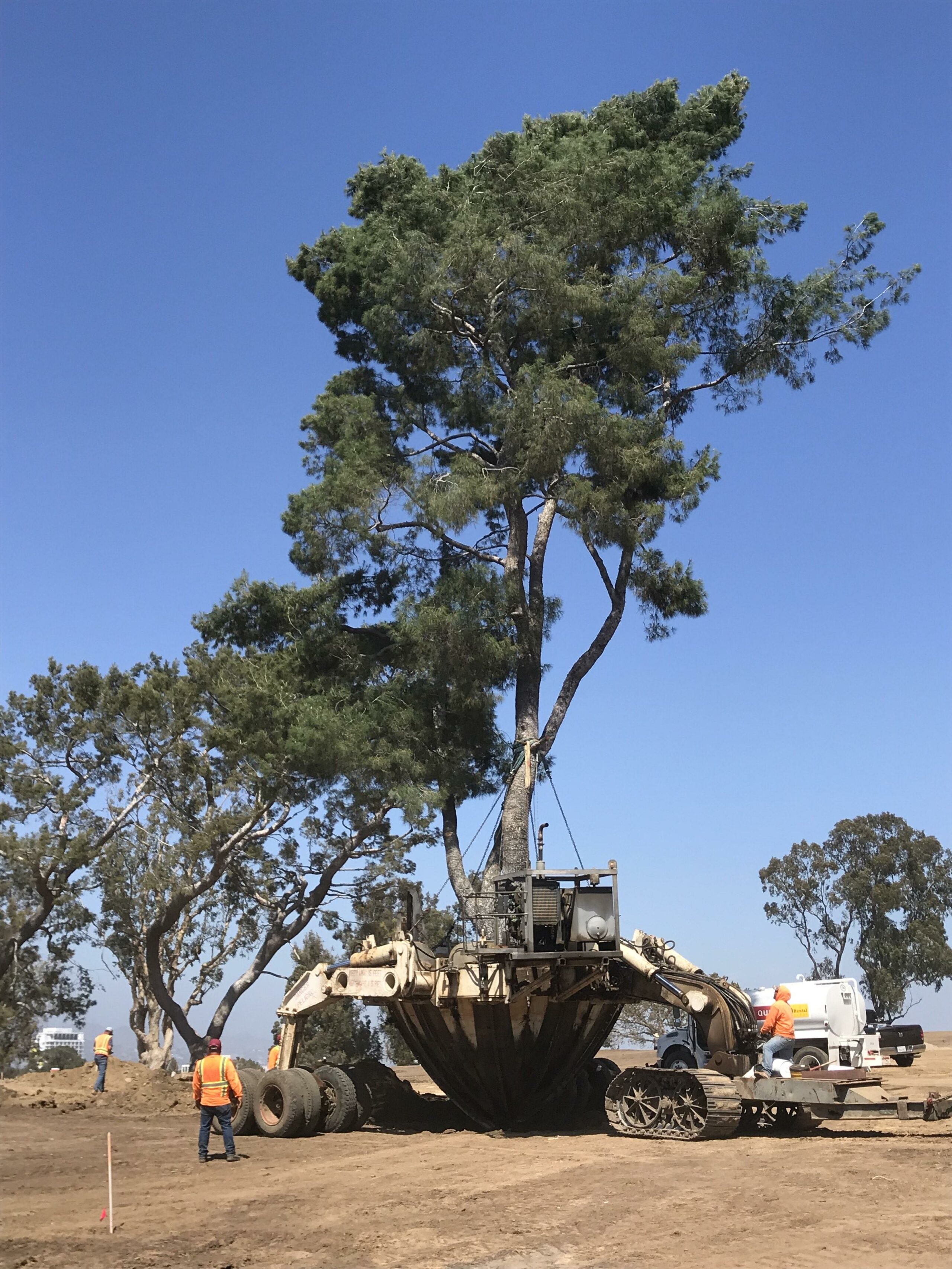 Large Tree Transplanting - Nationwide Tree Moving Company Relocating Trees Large and Small -