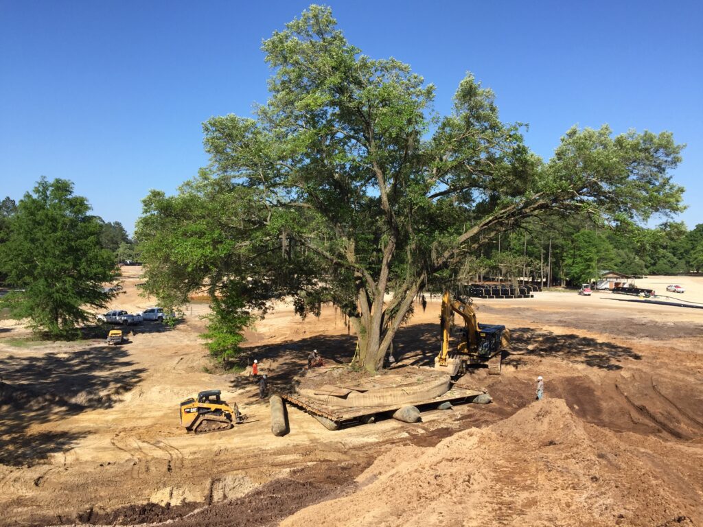 FAQs: Large Tree Transplant Services 10 FAQs: Large Tree Transplant Services -