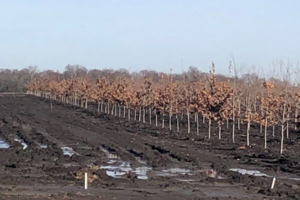 Mantua_IMG_3180 Mantua_IMG_3180