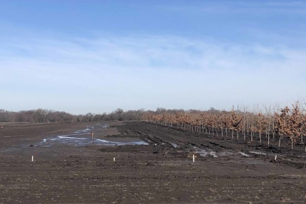 Mantua_IMG_3184 Mantua_IMG_3184