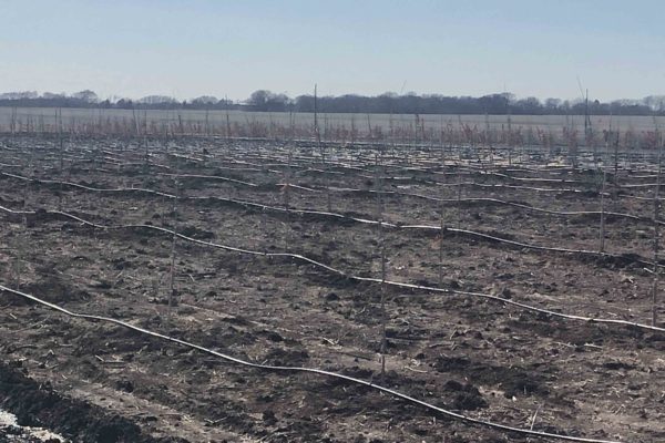 Mantua_IMG_3189 Mantua_IMG_3189