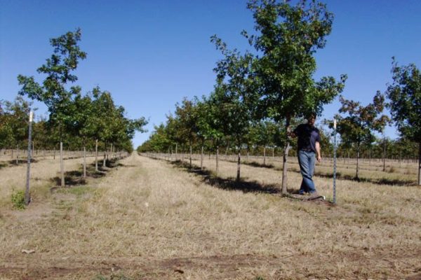 Speed Star 1.1445430 00 Speed Star 1.1445430 00