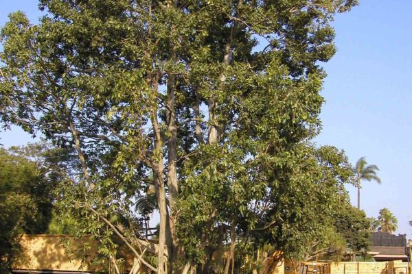 SanDiegoZoo_SD Zoo1 SanDiegoZoo_SD Zoo1