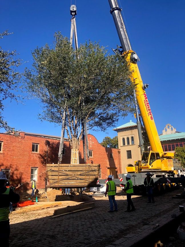 Transplanting Large Trees: What You Need To Know -