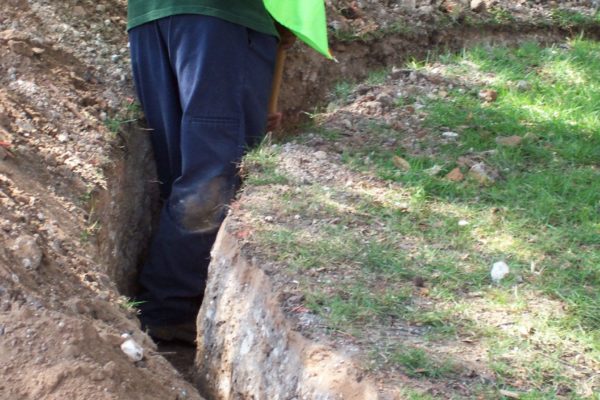 UT_Root Pruning 24 inches-min UT_Root Pruning 24 inches-min