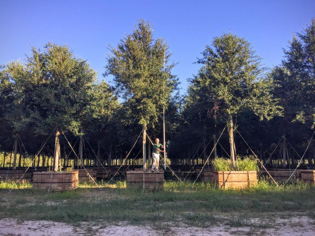 UptownHouston_001-3 Custom Grow -