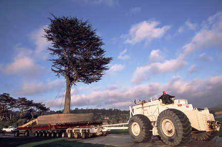 pebble Gerry1 pebble Gerry1