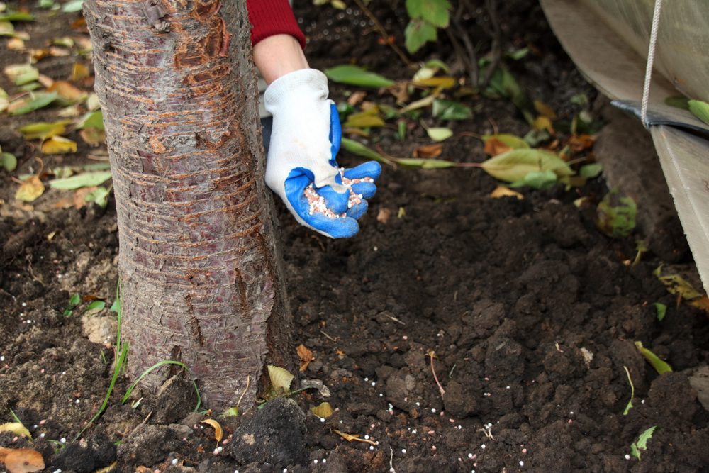 When Should You Fertilize a Tree? 7 When Should You Fertilize a Tree? -