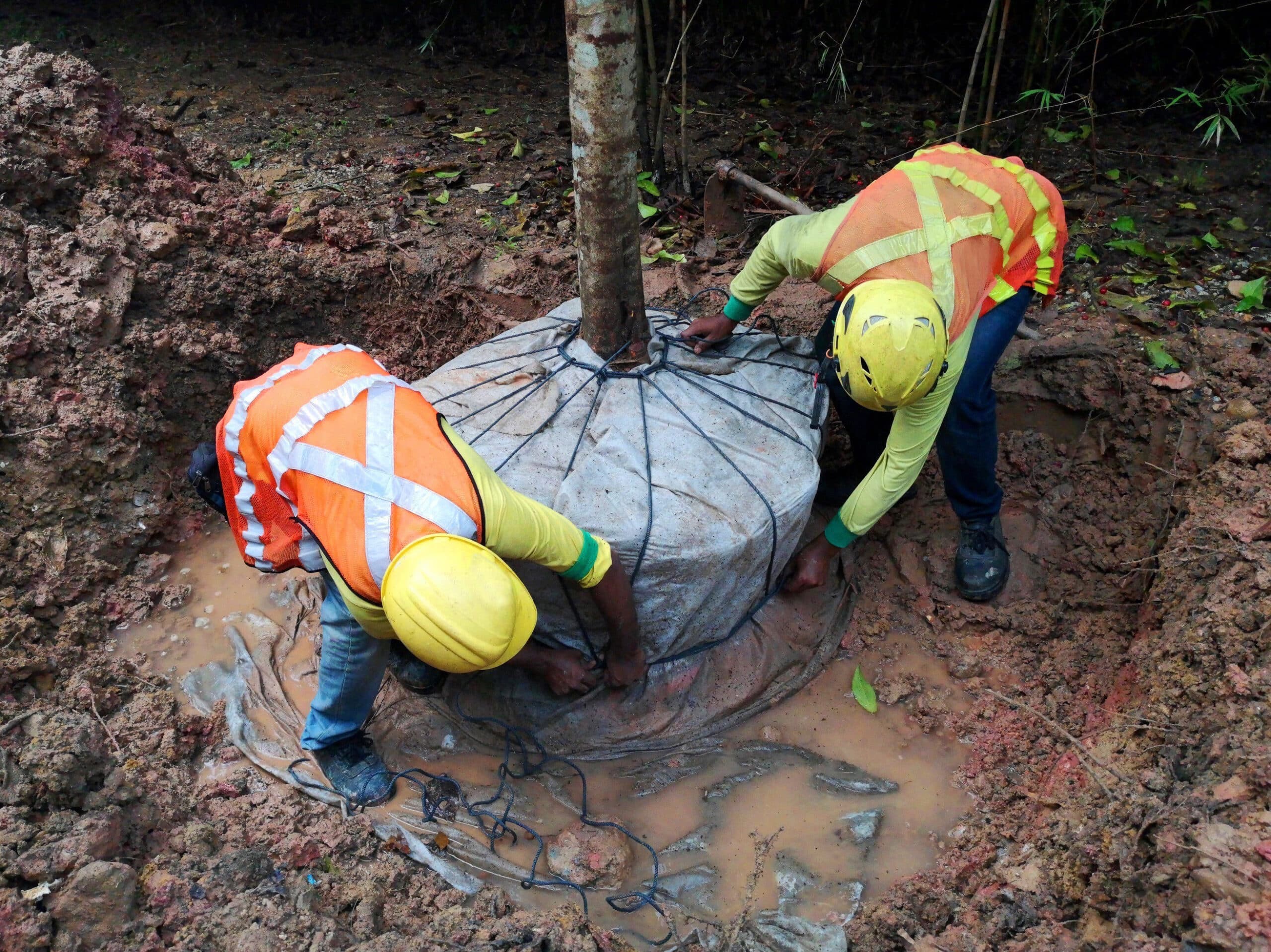 How Climate Zones Influence Tree Transplanting Success