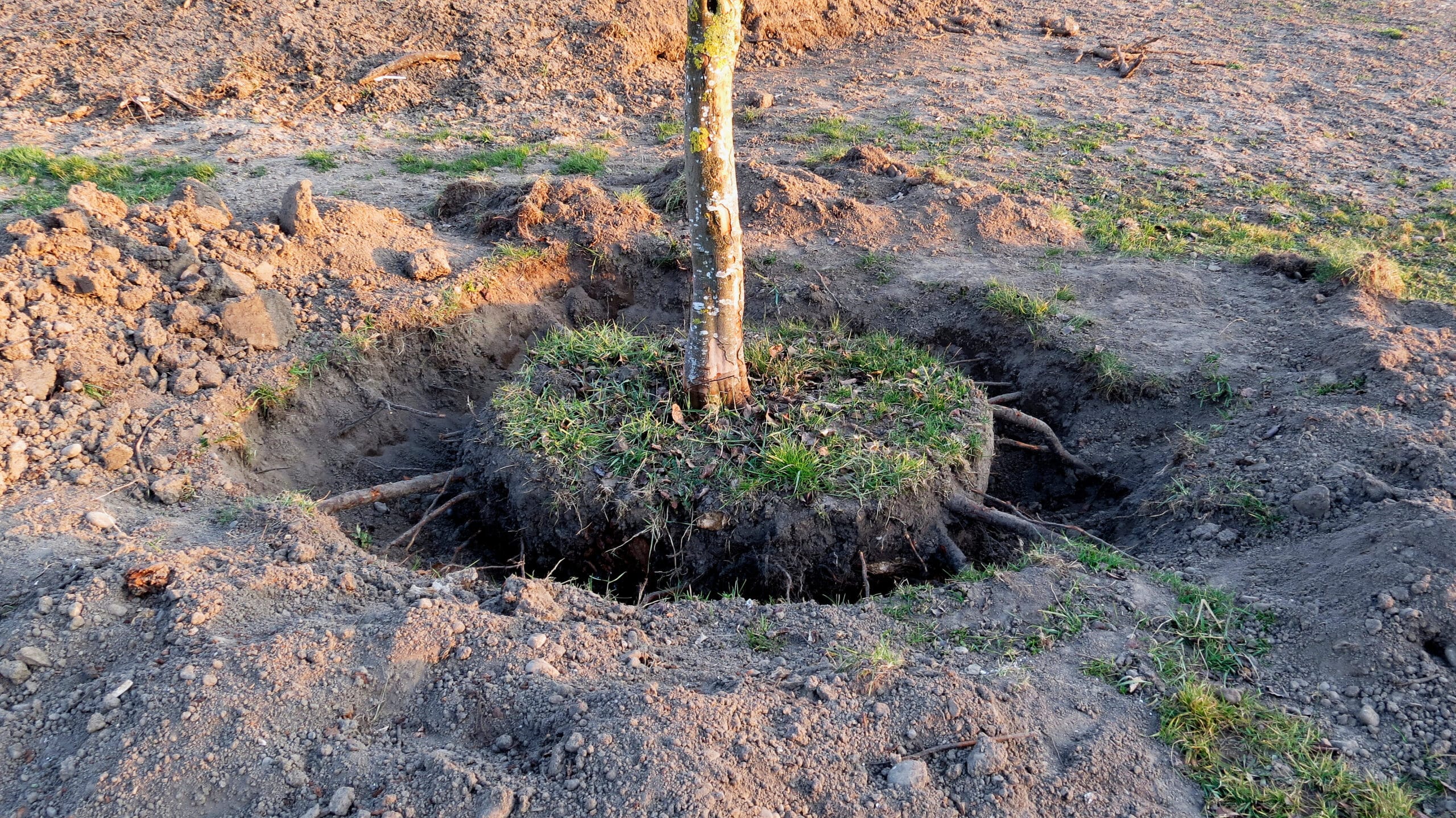 The Science Behind Tree Transplant Shock and How to Avoid It