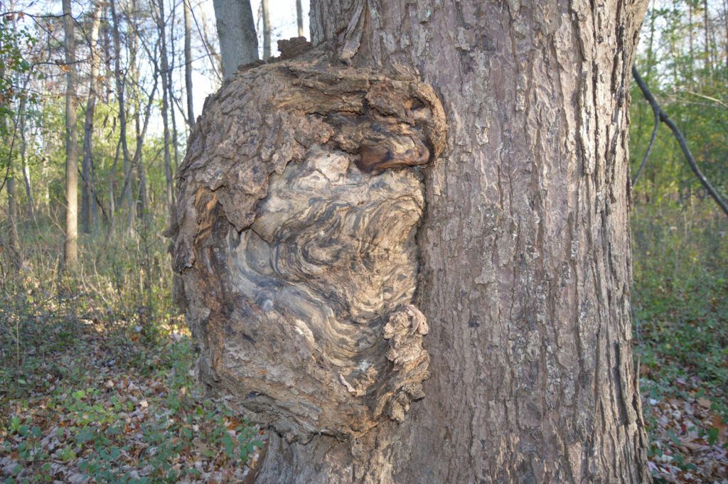 Tree Burls | What Are They And How to Prevent Them 2 Tree burl | Treemover Environmental Design Inc (EDI), the one-stop-shop for moving trees