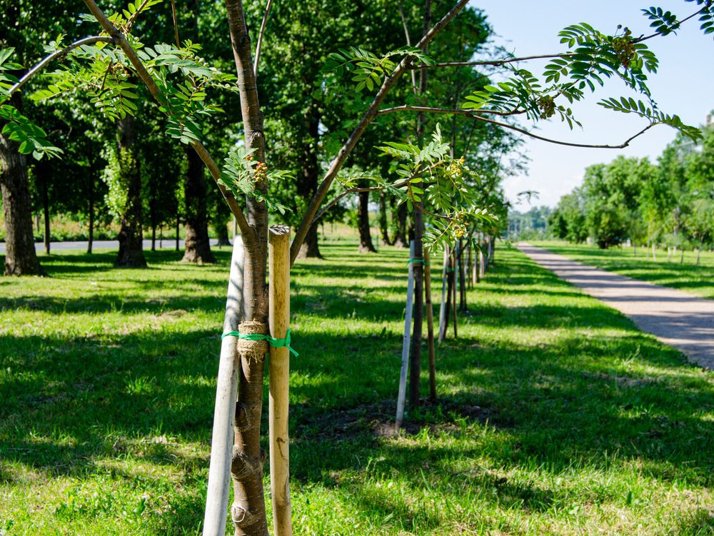 The 10 Most Commonly Transplanted Trees in America 7 Most Commonly Transplanted Trees in America