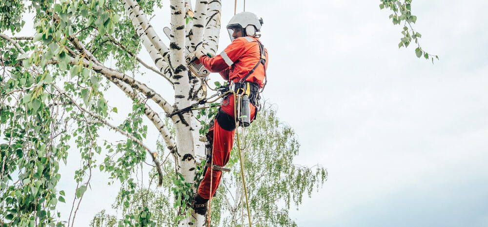 5 Reasons to Hire a Certified Arborist | Treemover | Environmental Design Inc (EDI) -