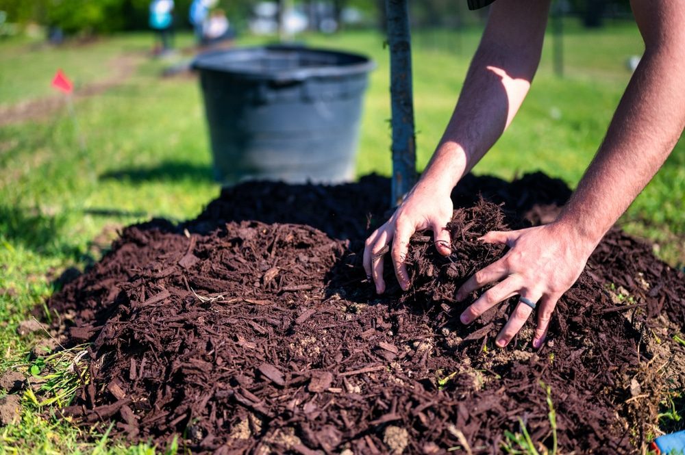 How to Choose the Best Tree Fertilizer 3 How to Choose the Best Tree Fertilizer