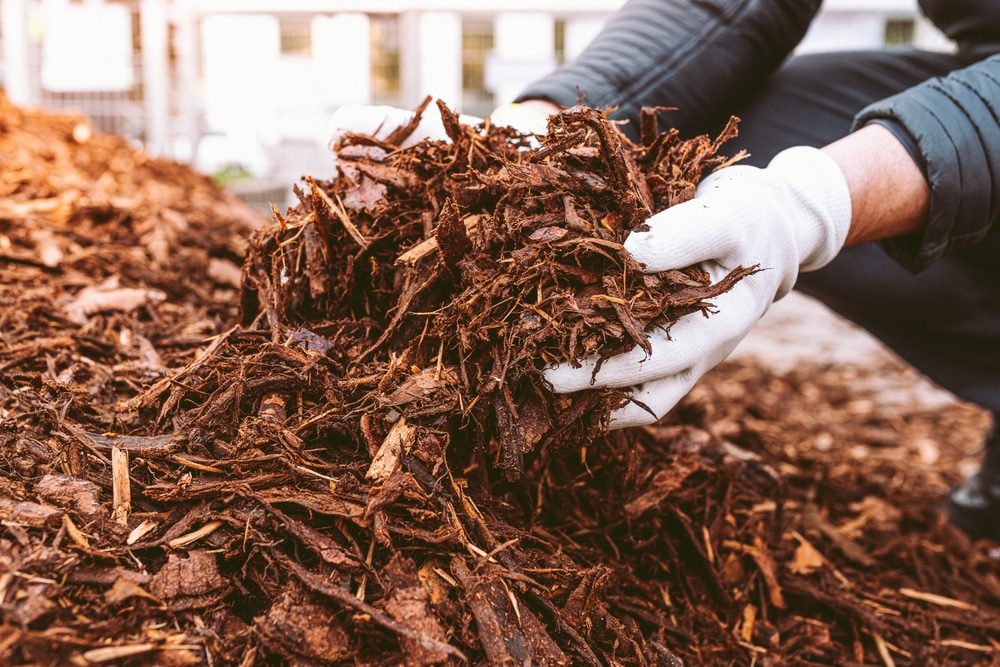 Everything You Need to Know About Mulching Large Trees 4 Everything you need to know about mulching large trees