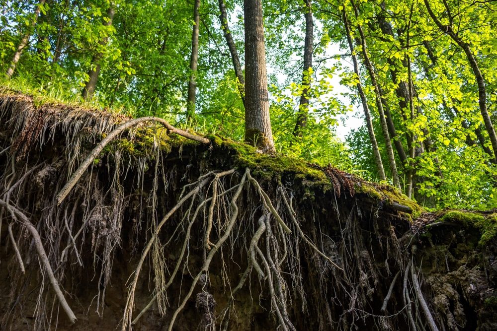 The Hidden Power of Asymmetric Root Systems in Landscaping