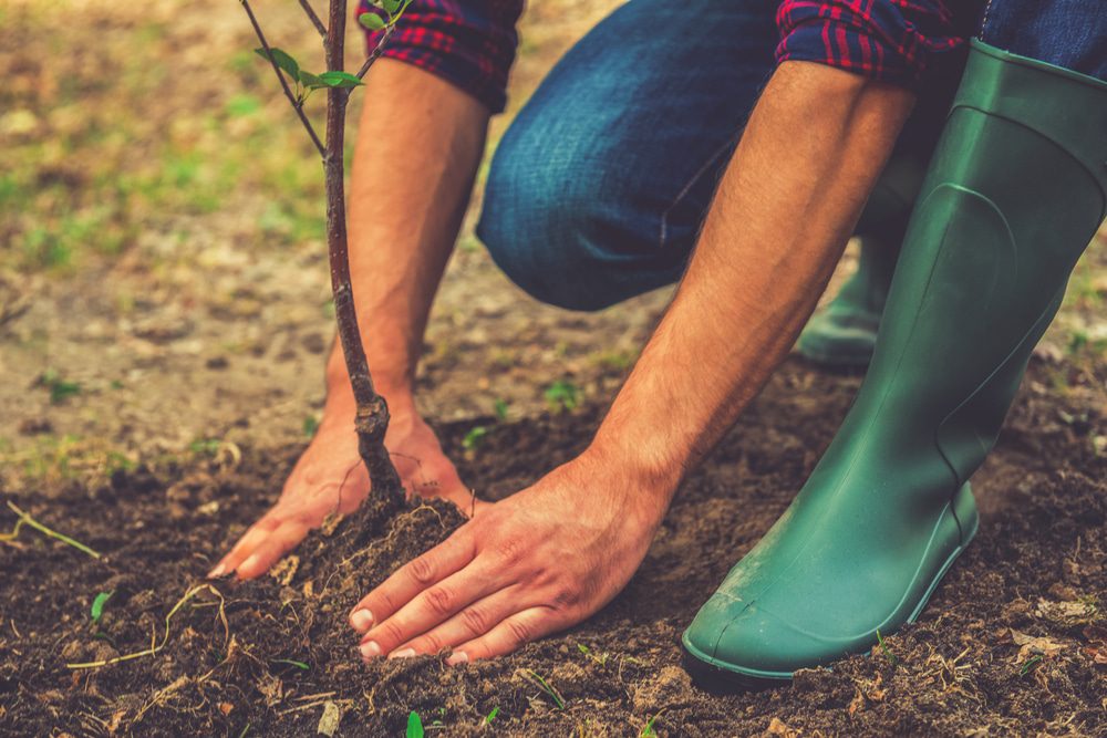 Can You Plant Trees in the Summer? 3 Can You Plant Trees in the Summer? -