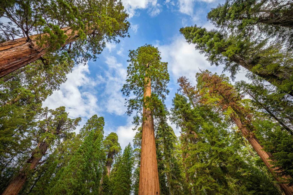Giant Trees in the USA 3 Wide Shot of Sequoia Trees