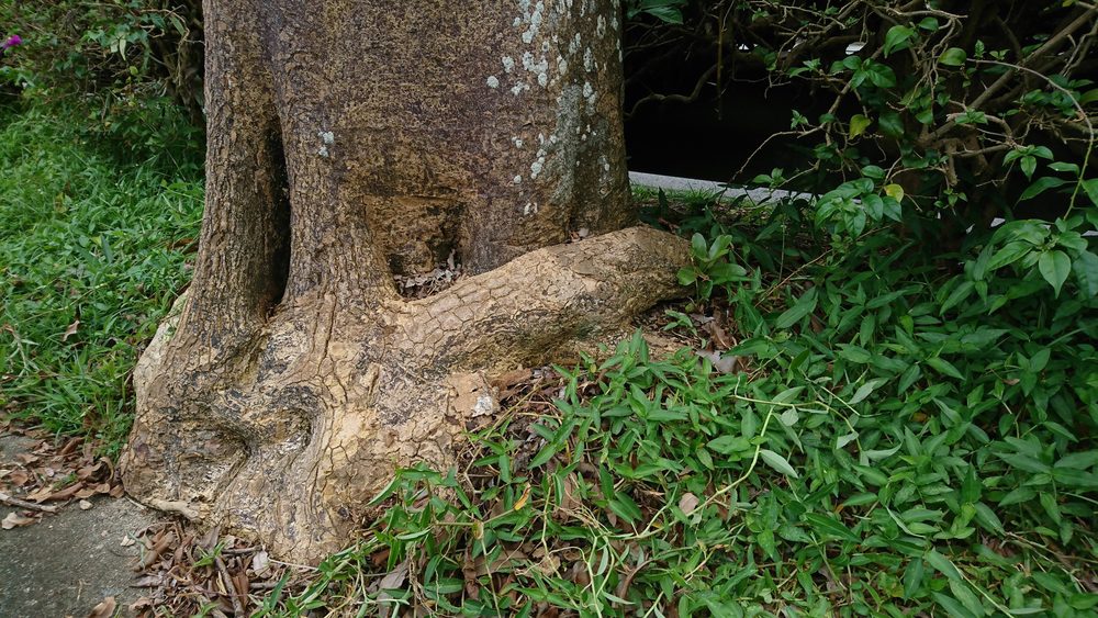 What Are Girdling Roots and How Are They FIxed? 6 What Are Girdling Roots and How Are They FIxed? -