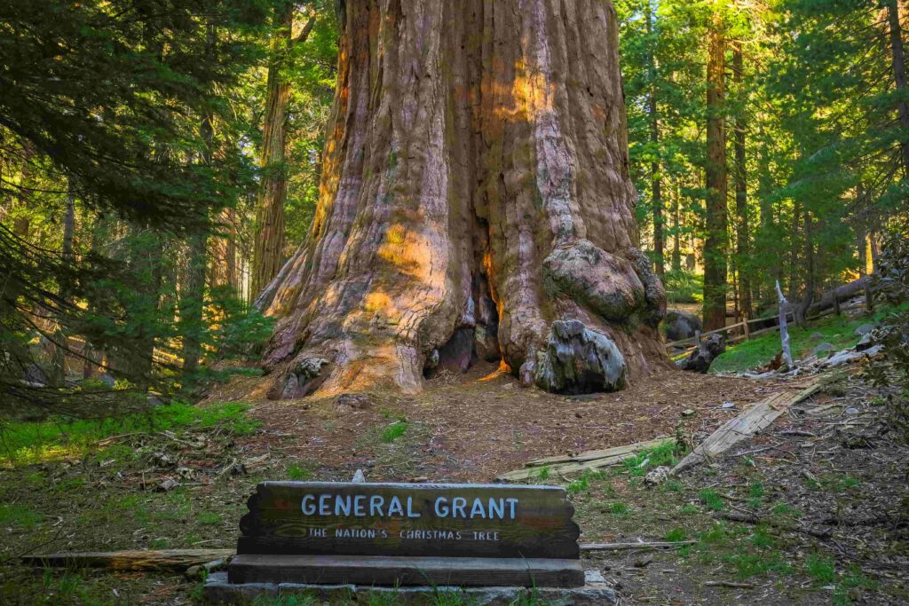 Giant Trees in the USA 1 General Grant Sequoia Tree