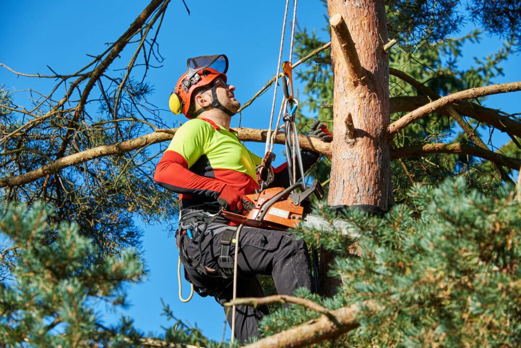 What is a tree arborist? 10 Tree arborist | Treemover Environmental Design Inc (EDI), the one-stop-shop for moving trees
