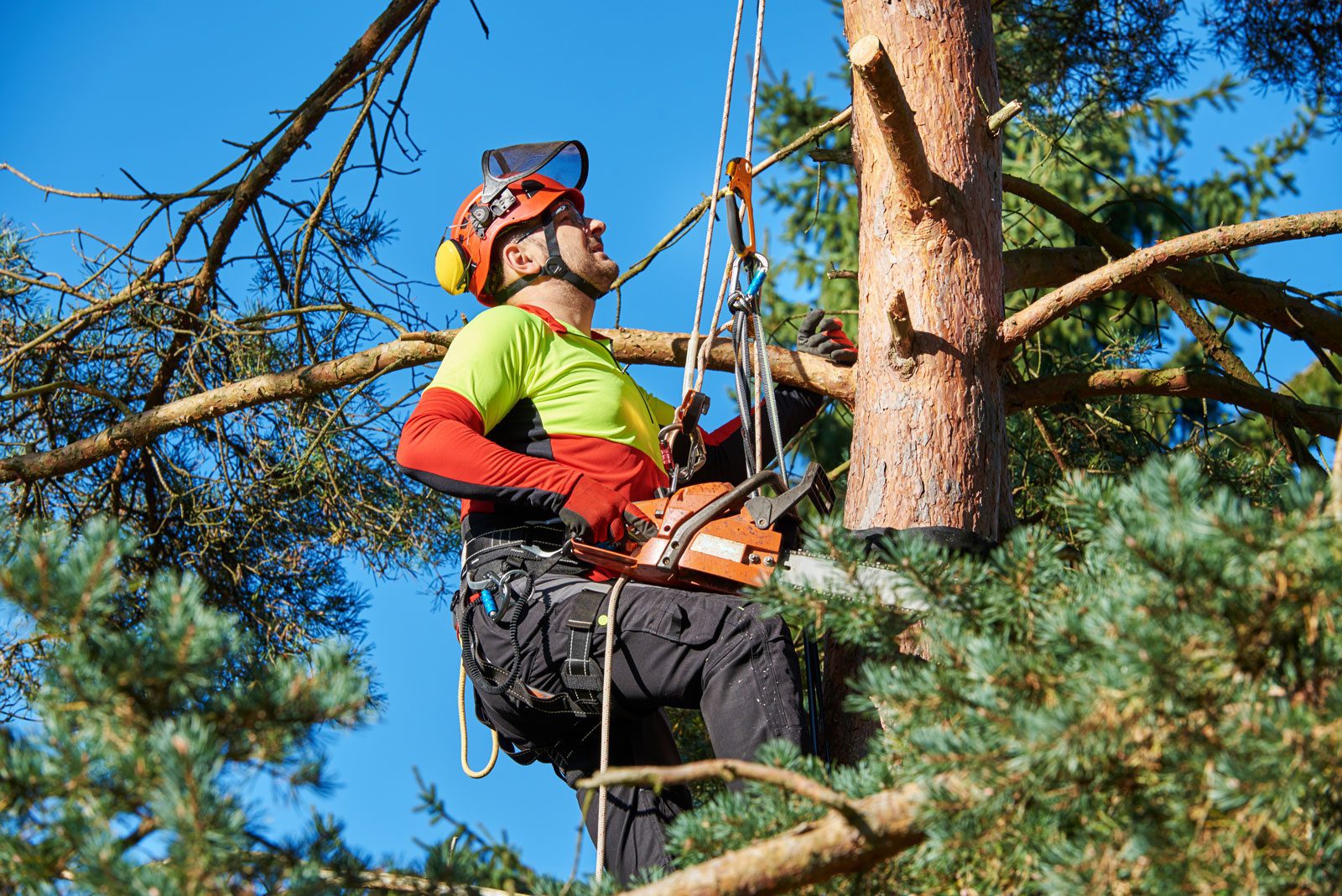 What is a tree arborist?