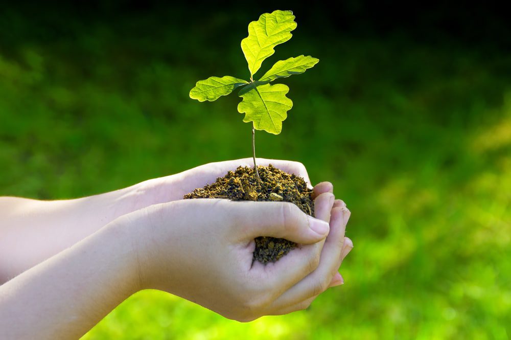 How to Transplant Oak Saplings -