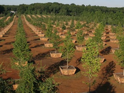 tree farm Custom Grow -