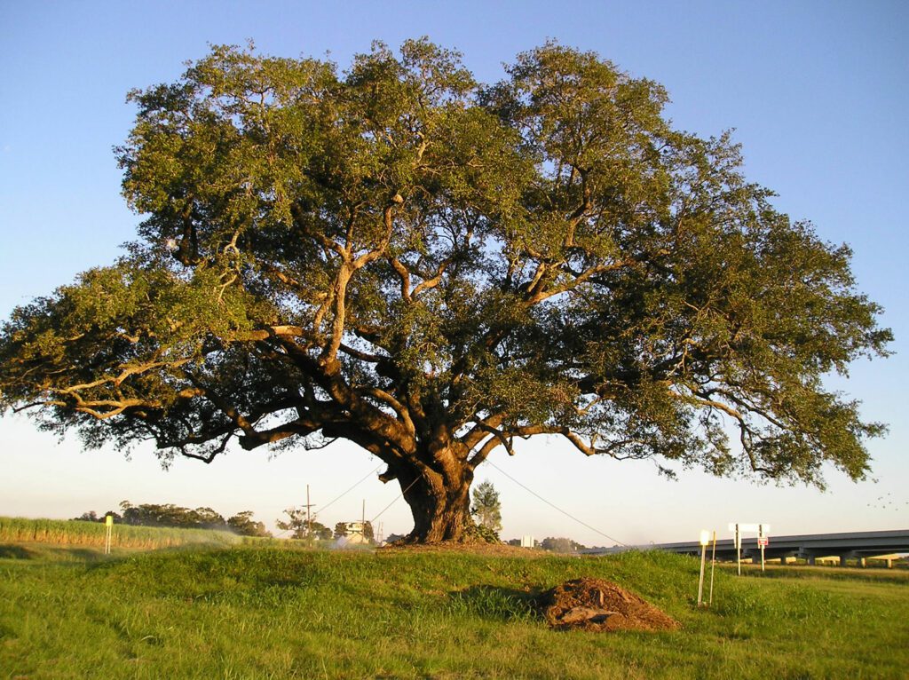 Selecting the Perfect Trees for Privacy and Shade in Southern Climates 8 Healthy tree in drought | Treemover Environmental Design Inc (EDI), the one-stop-shop for moving trees