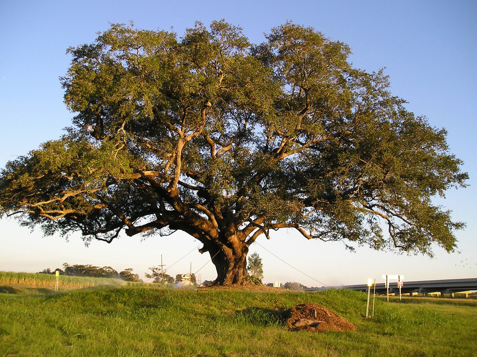 Selecting the Perfect Trees for Privacy and Shade in Southern Climates